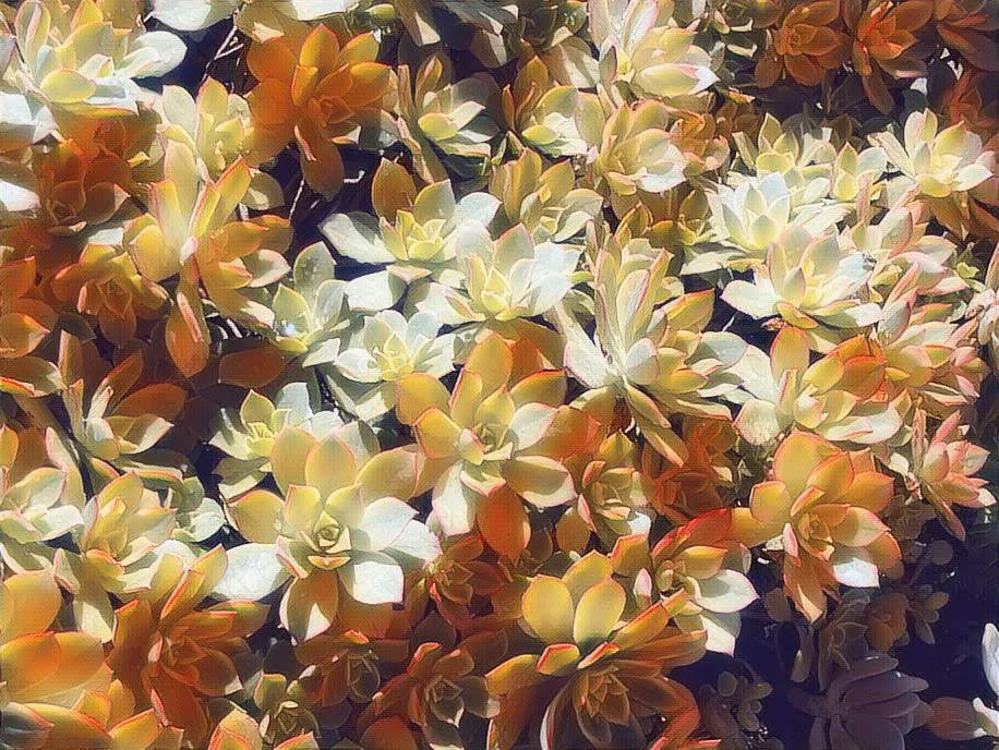 "Fading From Yellow to Brown" Crystal Jackson Photography Mixed Media 8" x 10" 
2026 $100 