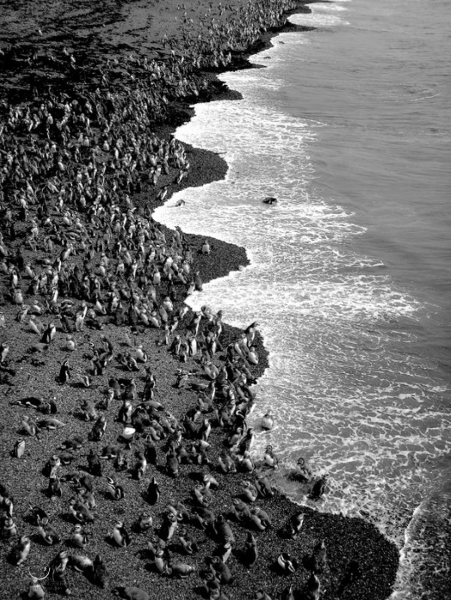 "Tombo Penguins Argentina" 
Karen Safer Photography 
20" x 15" 
2022 
$900 