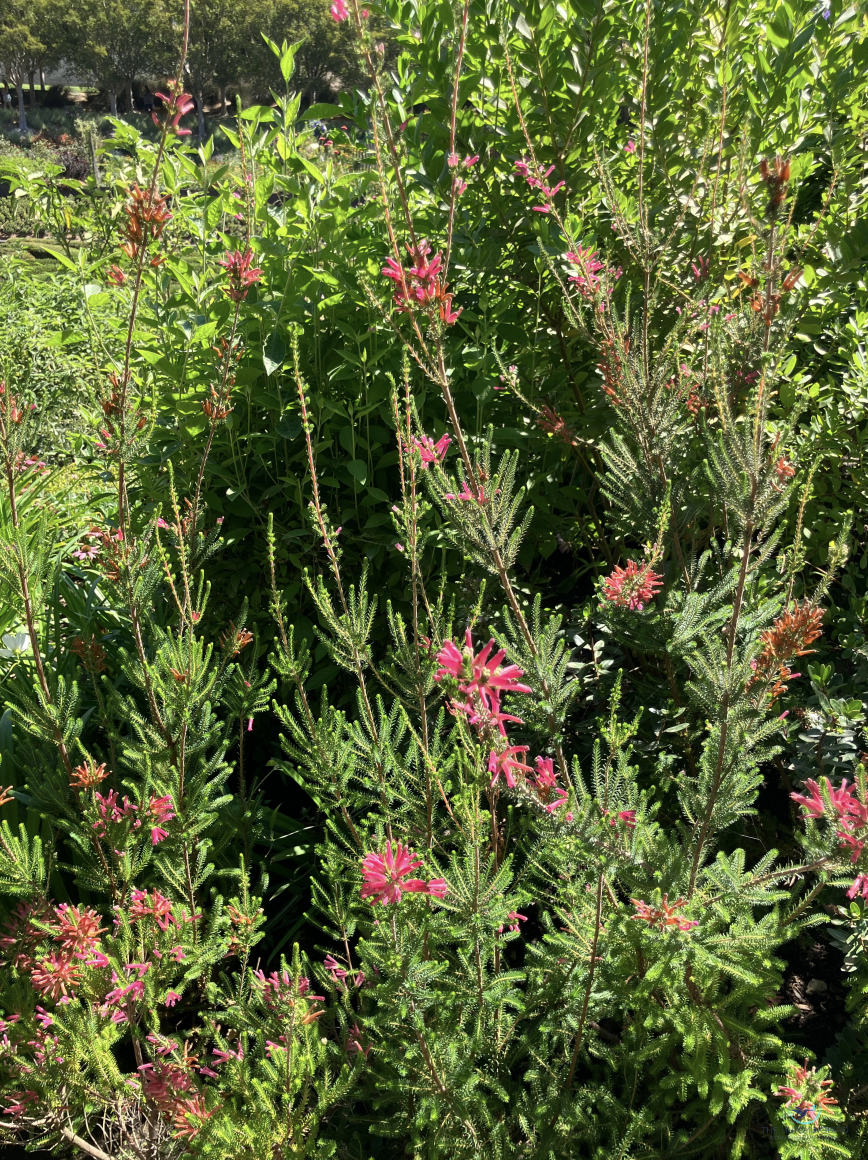 "Waving Hello" Dorothy Harris Photography 
14" x 10" 
2025 $300 