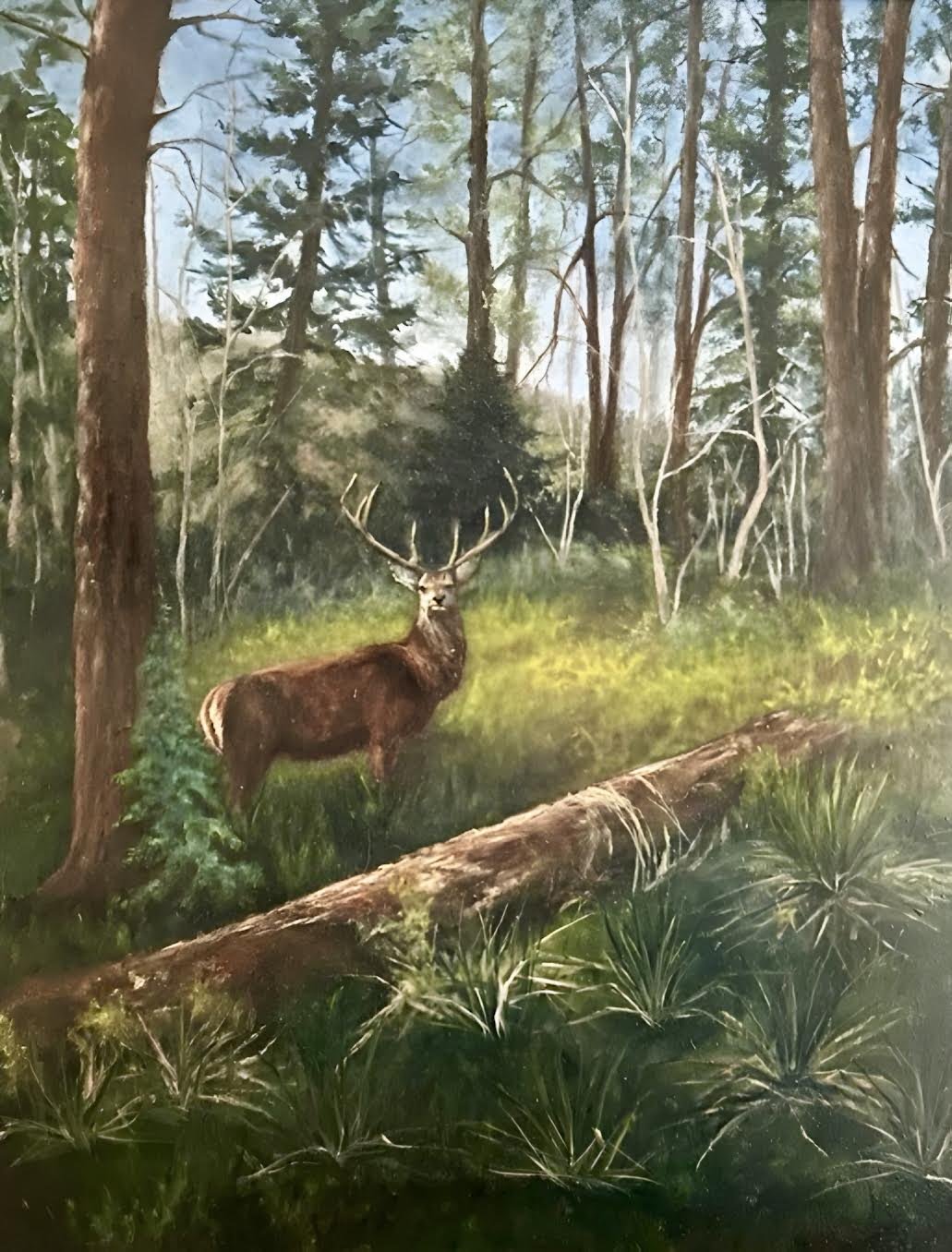 "Red Deer at Strathmashie Forest" Lynn Jones Oil 20" x 16" 
2024 $695 