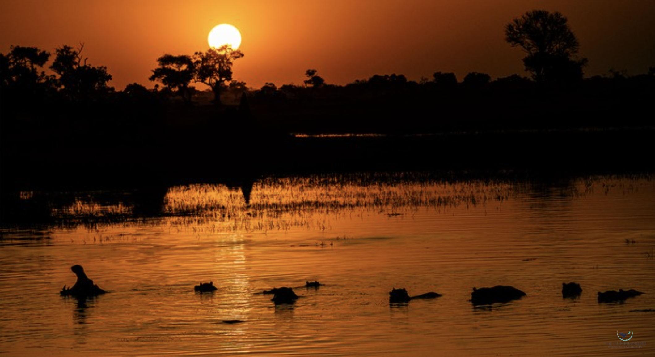 "Hippo Sunset" Peter West Photography 12" x 14" 
2025 
$200 