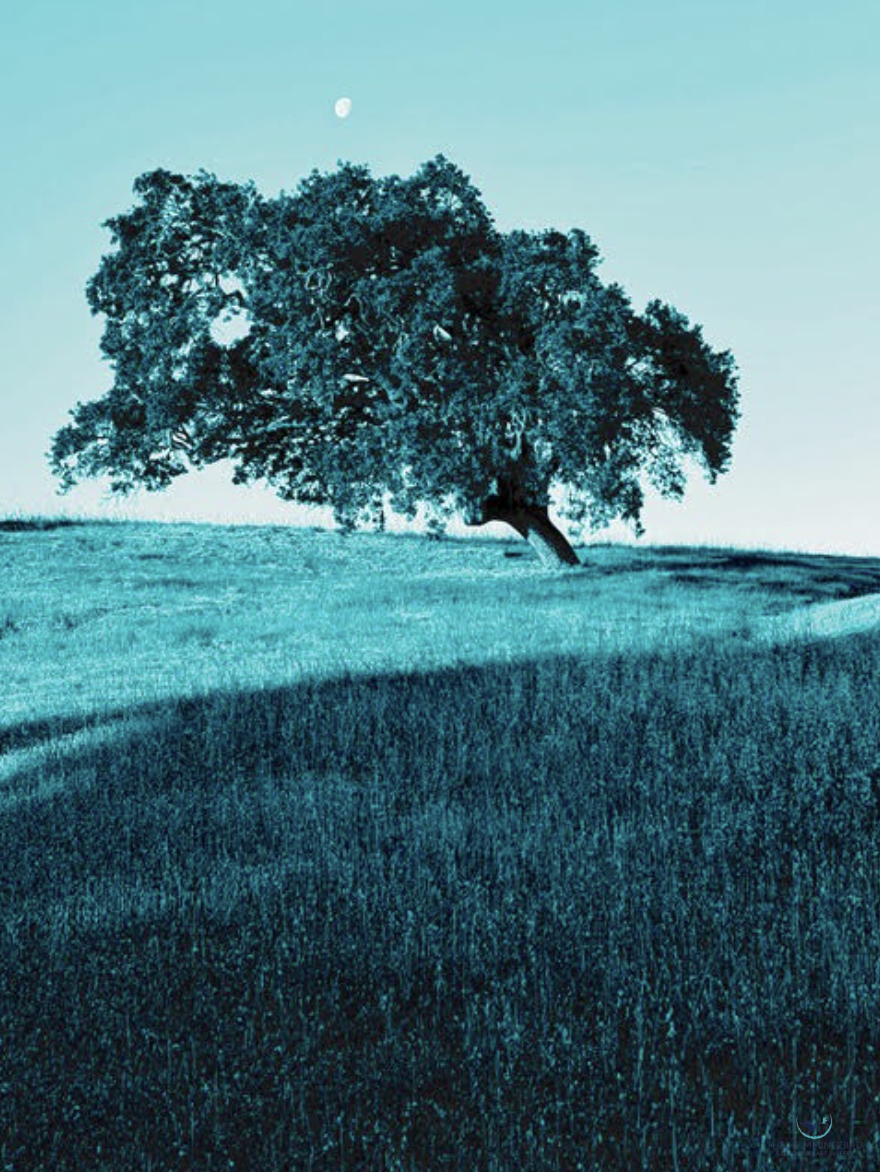 "Hoffman Valley Oak Teal with Moon" Tamerie Halliday Huntington Beach, CA, USA Photography 14" x 11" 2024 $95 