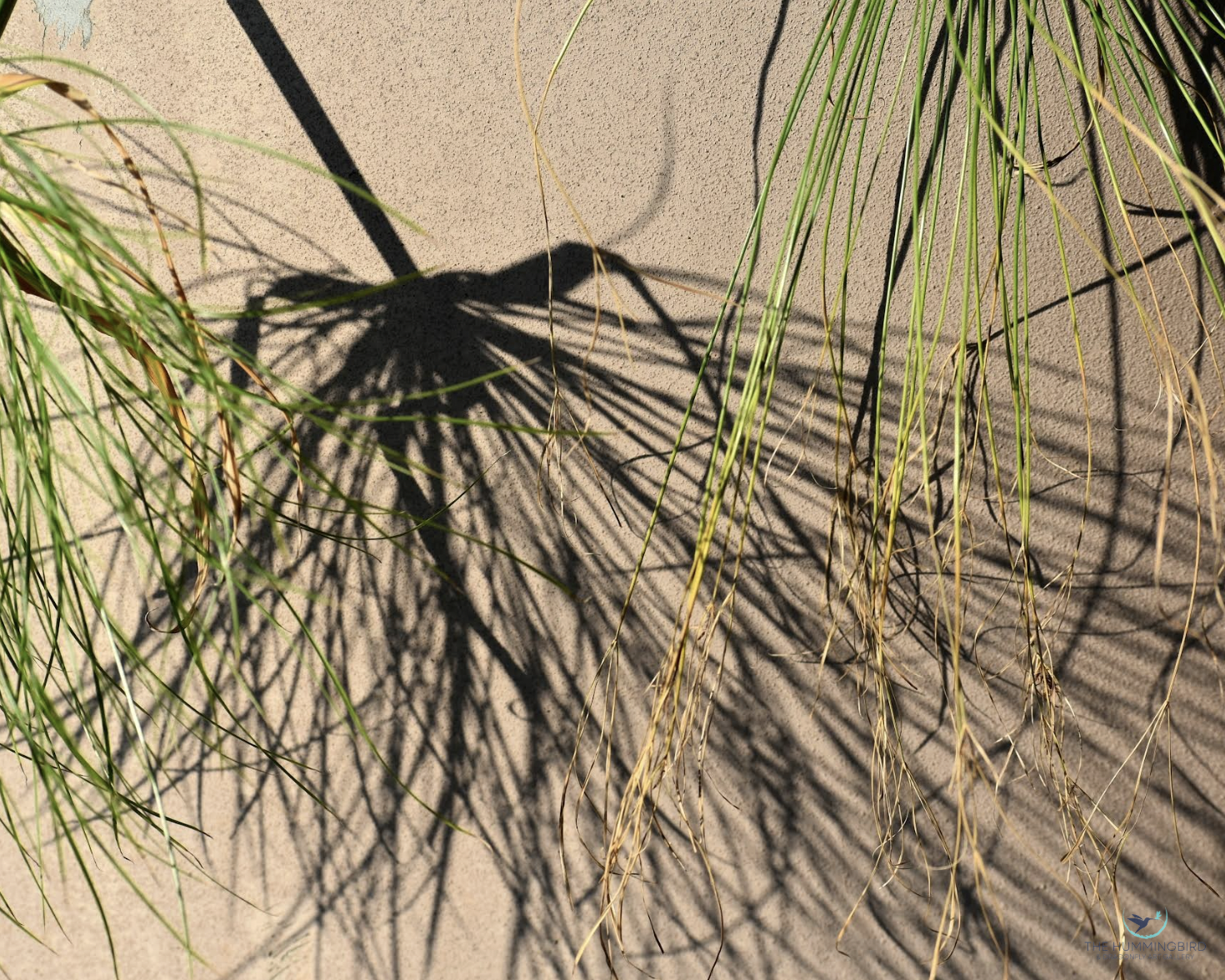 "Shadow Brush" Louis Staeble Bowling Green, OH, USA Photography 8" x 10" 2025 $275 