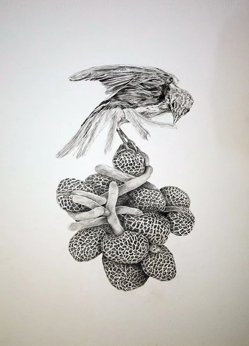 "Perch" 
Nancy Hart Graphite on Paper 
30" x 22" 
2018 
$900 