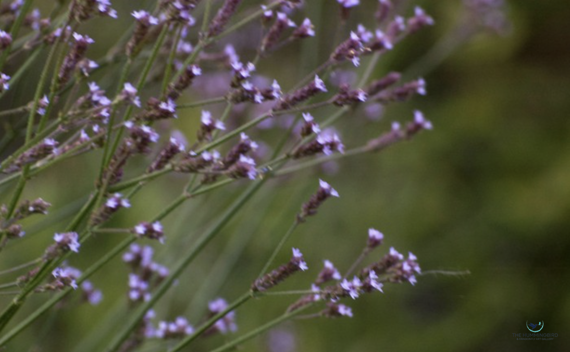 "Purple Haze" 
Bette Kauffman 
Archival Pigment Print on Photo Paper 9" x 10" 
2013 
$225 