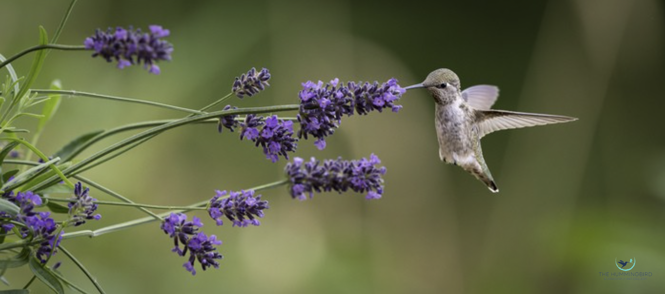 "Hummer and Lavender" 
Michael Caroff 
Photography 
9" x 18" 
2025 
$425 
