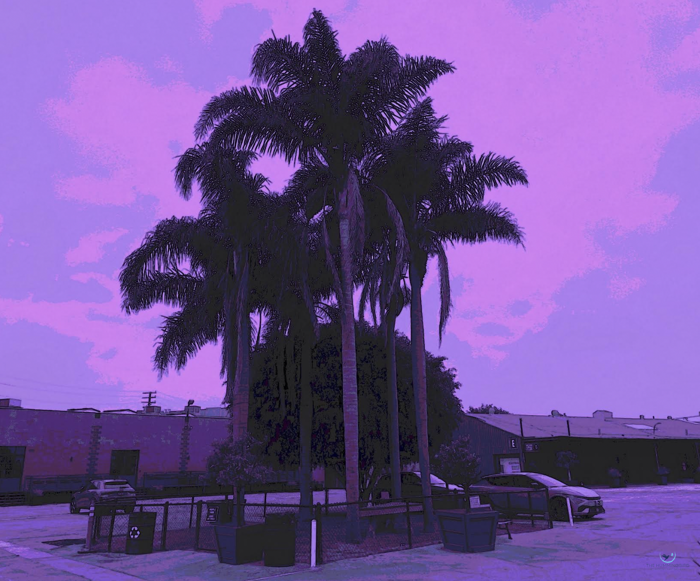 "Palm Oasis" Jack Jones Photography 
12" x 12" 2026 $200 