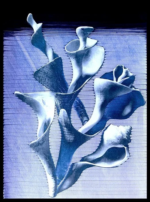 "Purple Beauty" 
Jody Cukier Sculpture and Photography 20" x 16" 
2022 
$400 