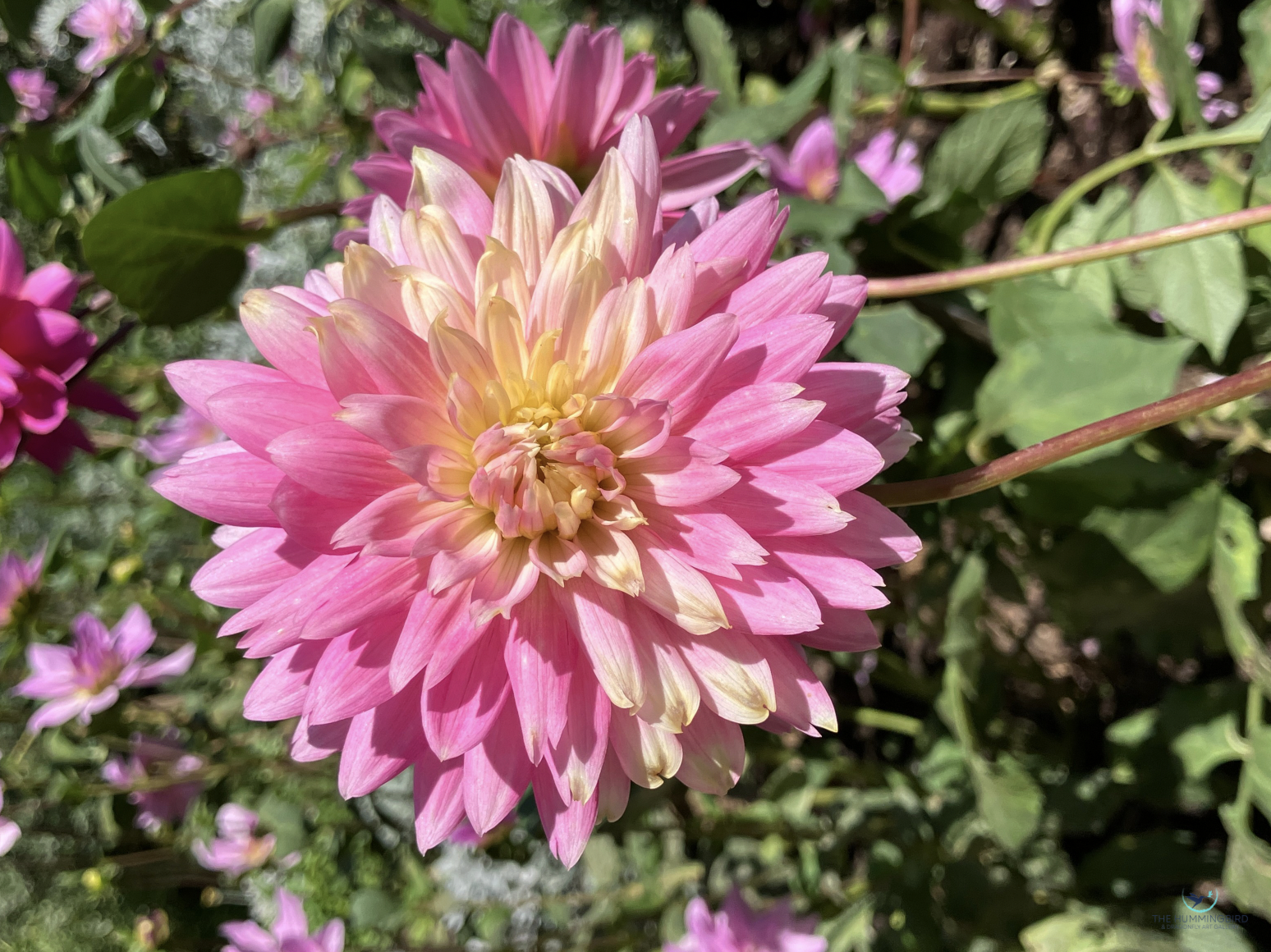 "Pretty in Pink" Jennifer Weber Photography 
18" x 14" 
2025 $300 