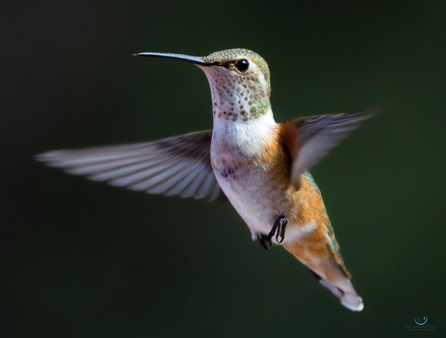 "Emerald Beauty, 1 of 3" Monika Fidler Photography 11" x 14" 
2026 $1,200 