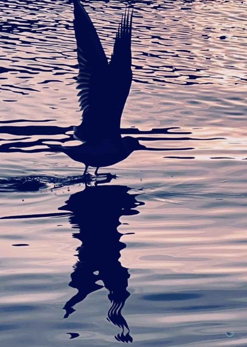 "The Bird" 
Brigitte B Burckhardt 
Photography 
35 cm x 25 cm 
2022 
$225 