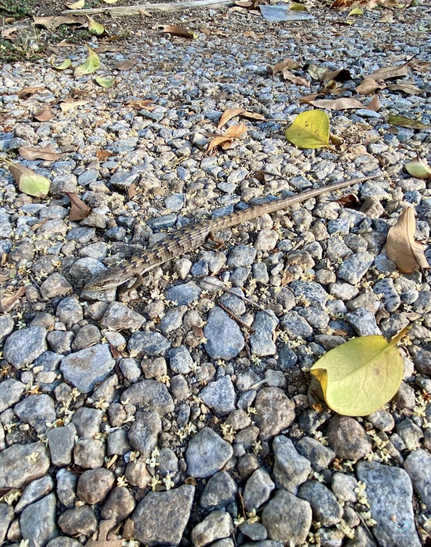 "Early Morning Camouflage" 
Devin Snaillo 
Photography 
18" x 14" 2026 
$200 