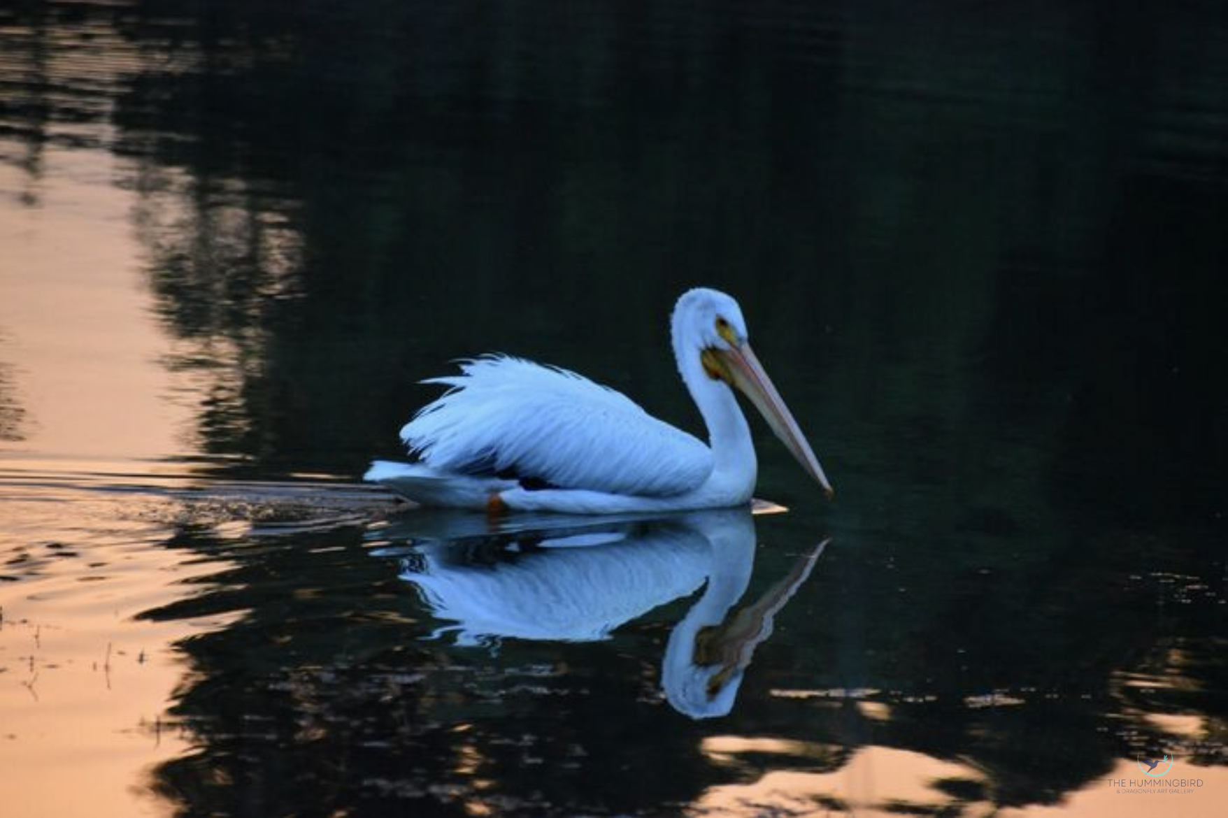 "Gliding on Sunset" Diane Bligh Photography 4" x 6" 
2024 NFS 