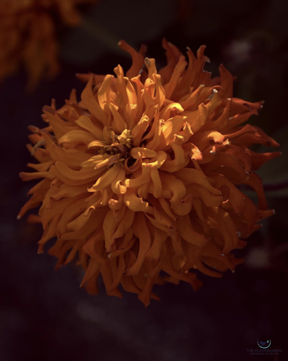 "Flower Head" Louis Staeble Bowling Green, OH, USA Photography 10" x 8" 2025 $275 