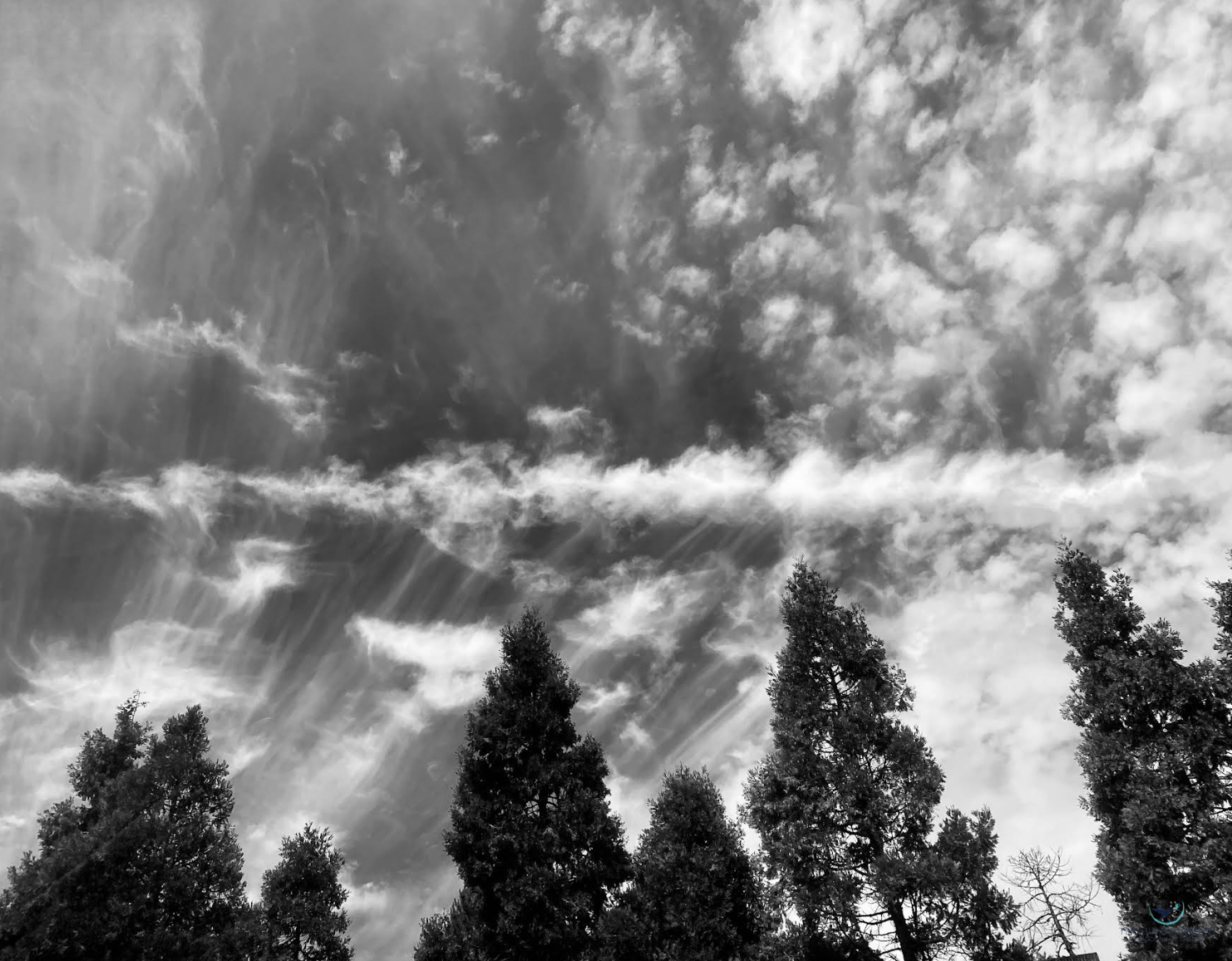 "Lost in the Trees" 
Devin Snaillo 
Photography 
6" x 8" 
2024 
$150 
