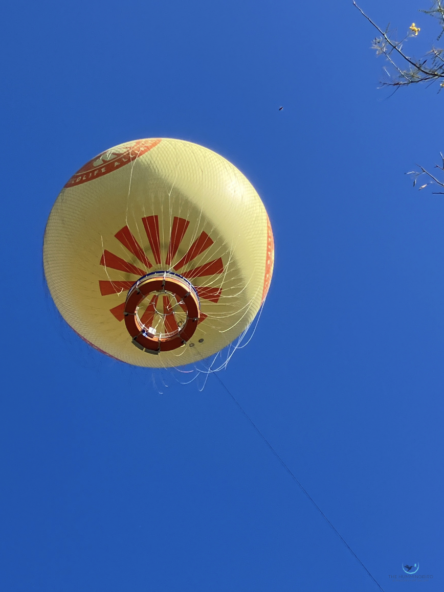 "Out of the Blue" Darla Martin Photography 14" x 10" 2025 $350 