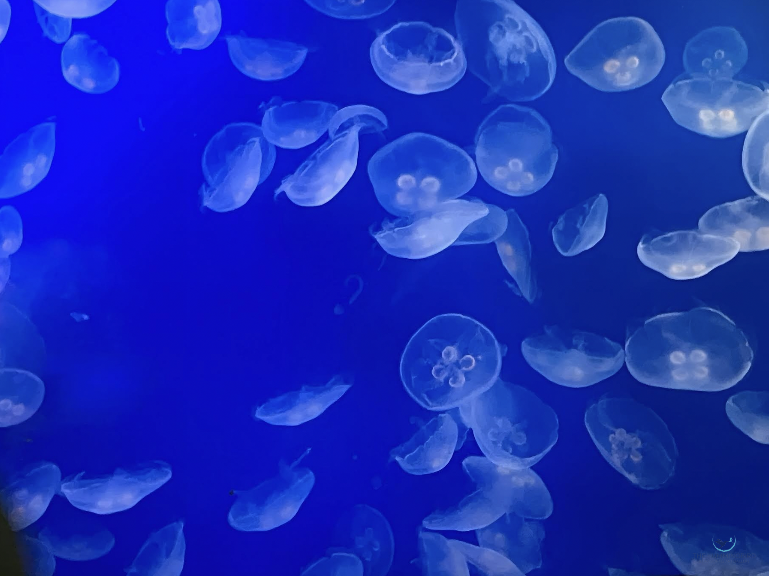 "Jellyfish Invasion" Rita Pono Limited Edition Photography Print; Signed & Numbered by Artist 
11" x 18" 
2025 $400 