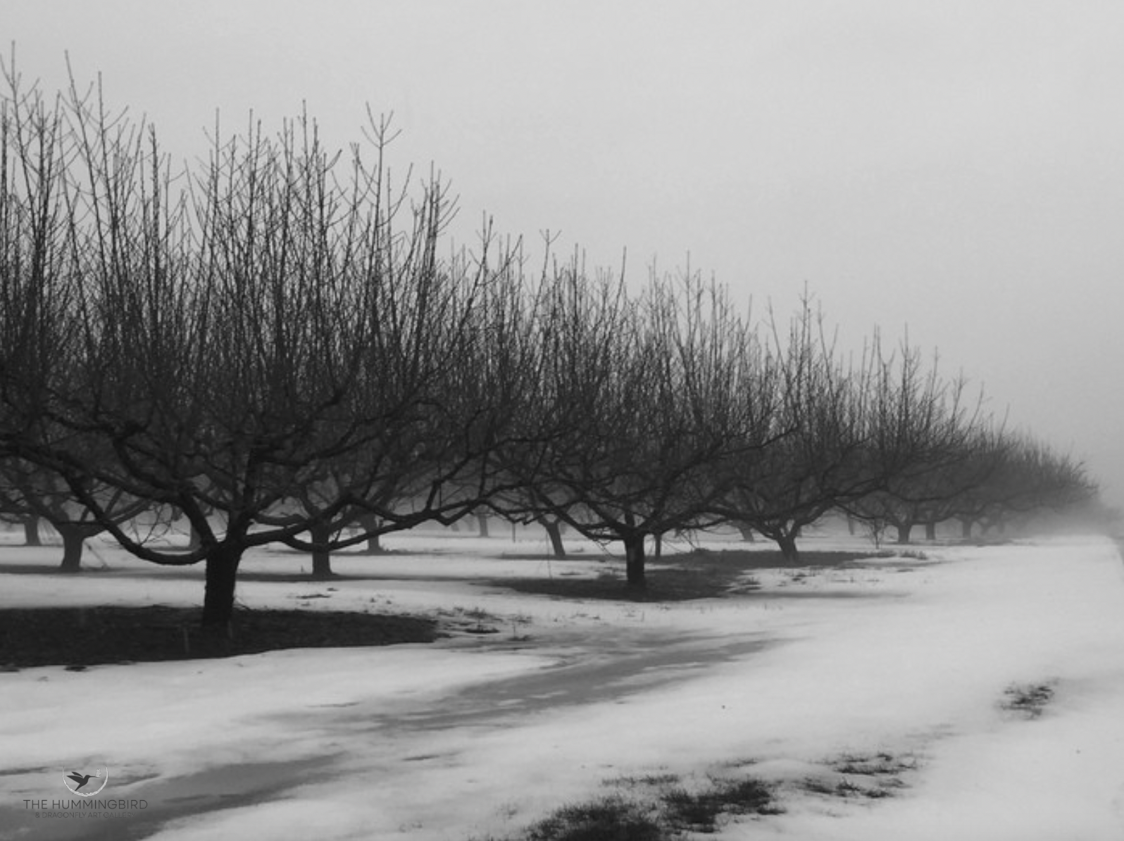 "Orchard in Winter" Lisa Suarez Photography on Canvas 17" x 22" 
2021 
$525 