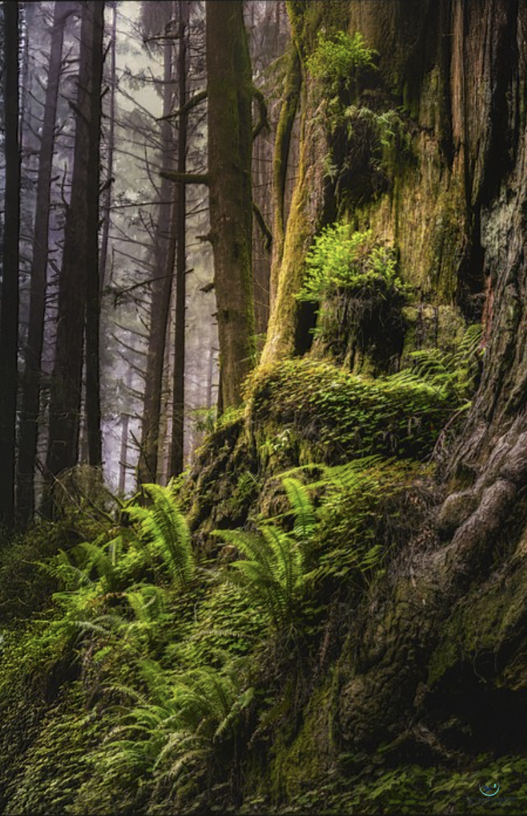 "A One-tree Garden" Ricky Workman Photography 25" x 16.2" 
2025 
$550 