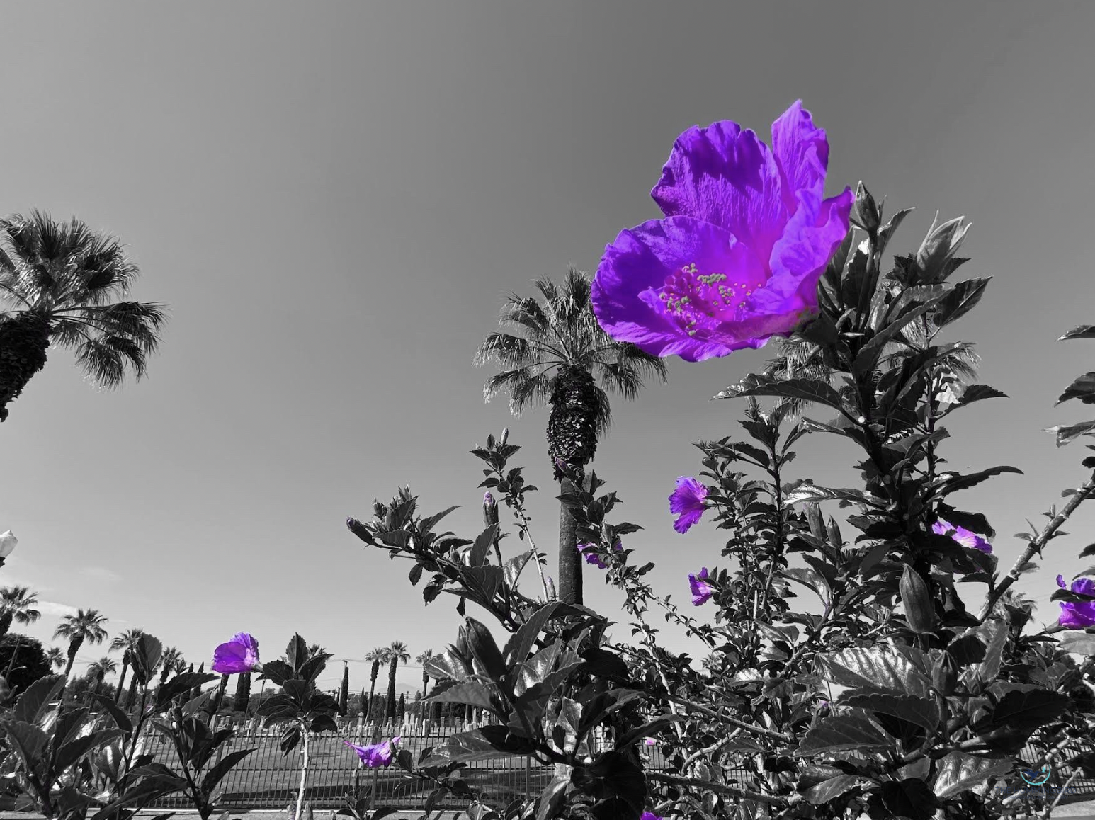 "Life & Death 6 (in Purple)" Tara Spencer Photography 
12" x 16" 2026 $200 