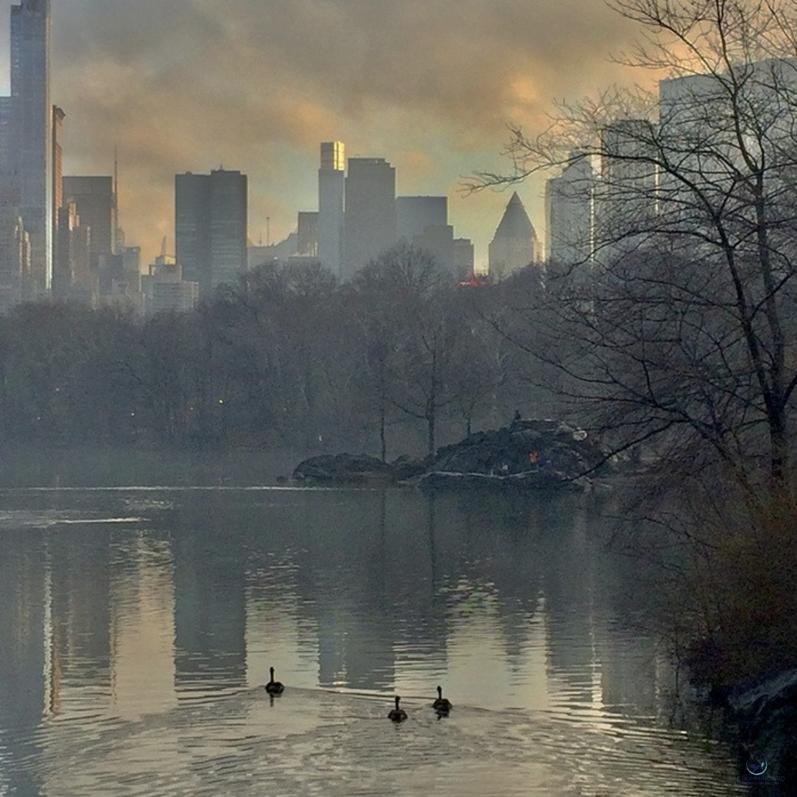 "Central Park" Alexander Brebner Photography 11" x 11" 
2015 $250 
