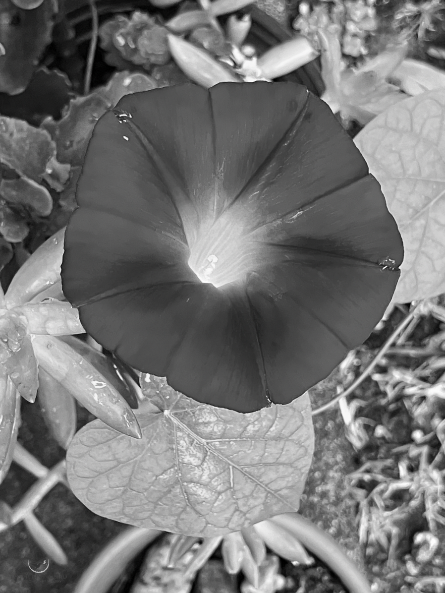 "Good Morning, Morning Glory" Rita Pono Limited Edition Photography Print; Signed and Numbered by Artist 18" x 12" 2026 $300 