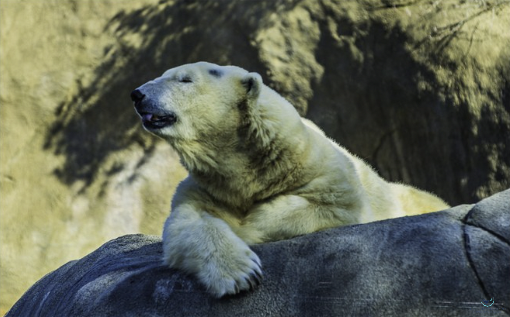 "Bear" 
Al Kelman Photography 11" x 17" 
2020 
$400 