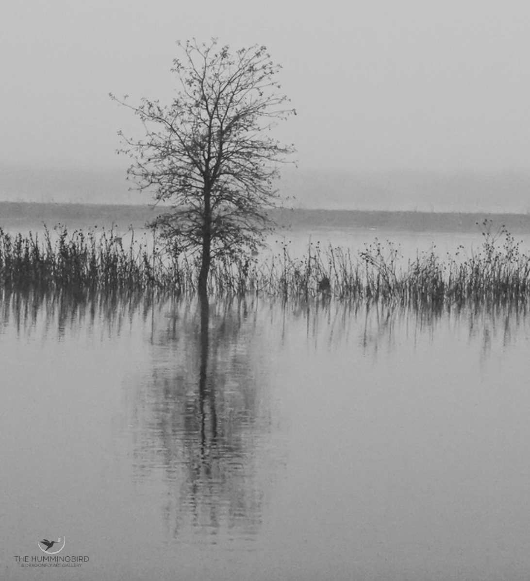 "Lone Tree" 
Joey Johnson 
Photography, Archival Inkjet Print 
13.5" x 12" 2014 
$250 