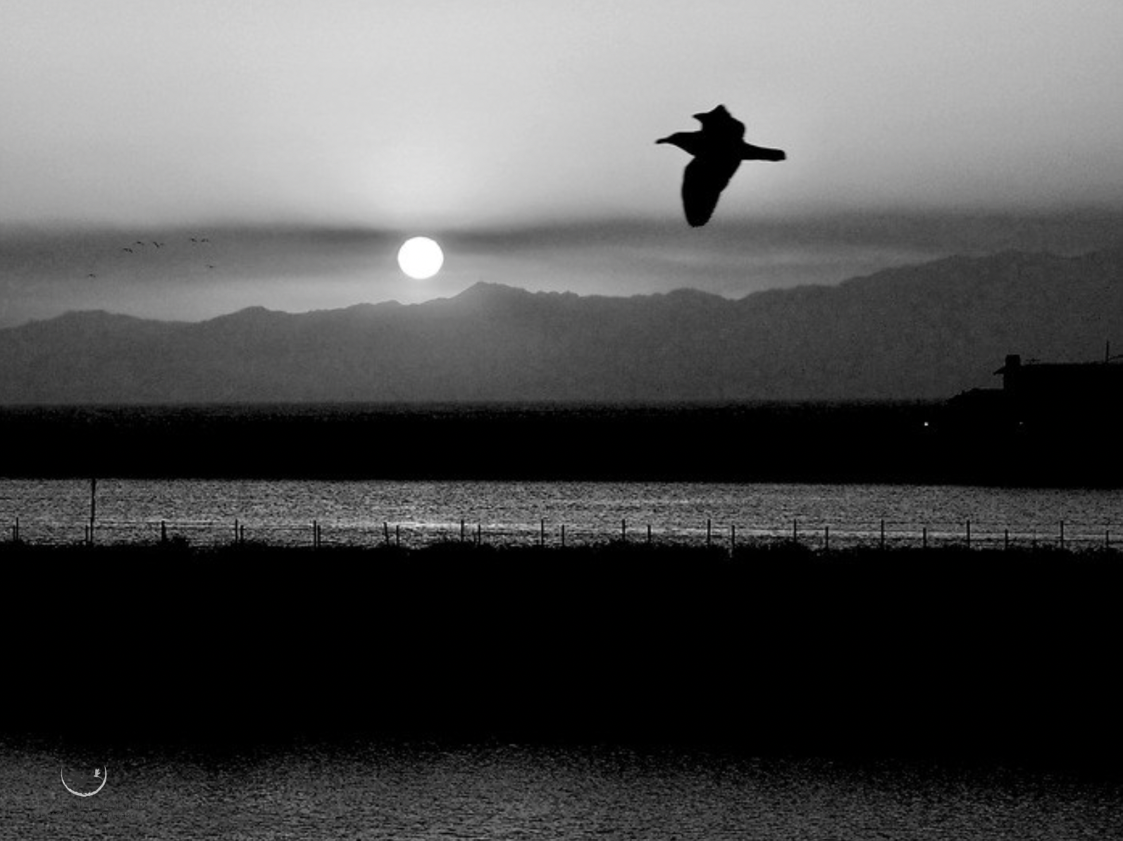 "Fly Free" 
Karen Safer Photography 
20" x 27" 
2026 
$600 