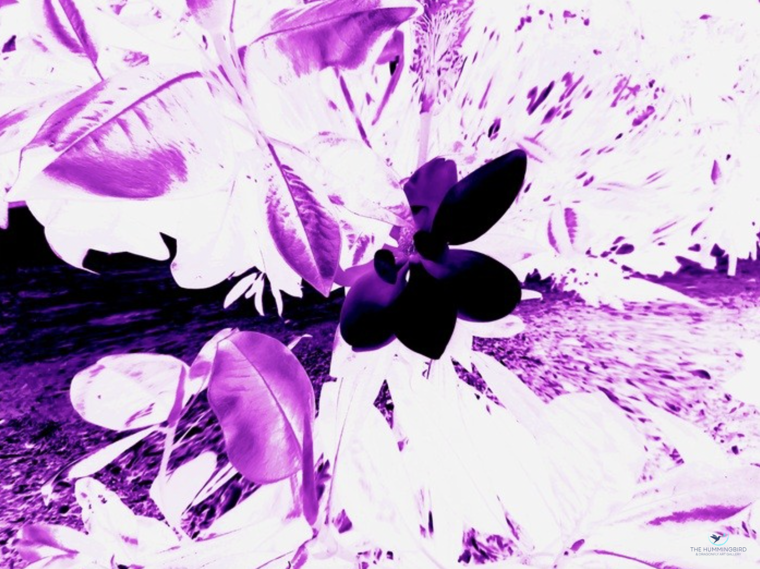 "Magnolia Inverted" Tamerie Halliday 
Photography on Paper 
11" x 14" 
2023 
$95 