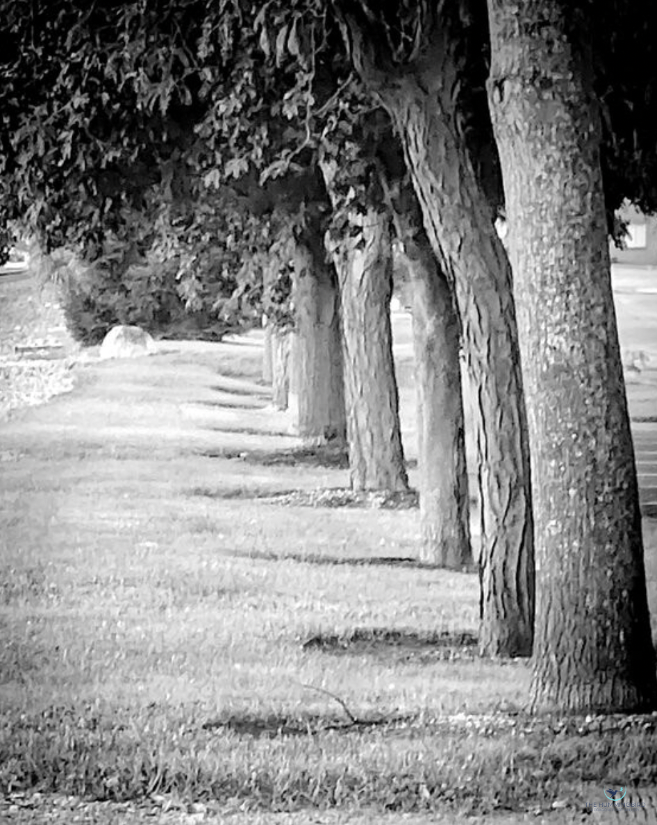 "Where They Stand" Louis Staeble 
Black And White Photography 10" x 8" 
2026 
$200 