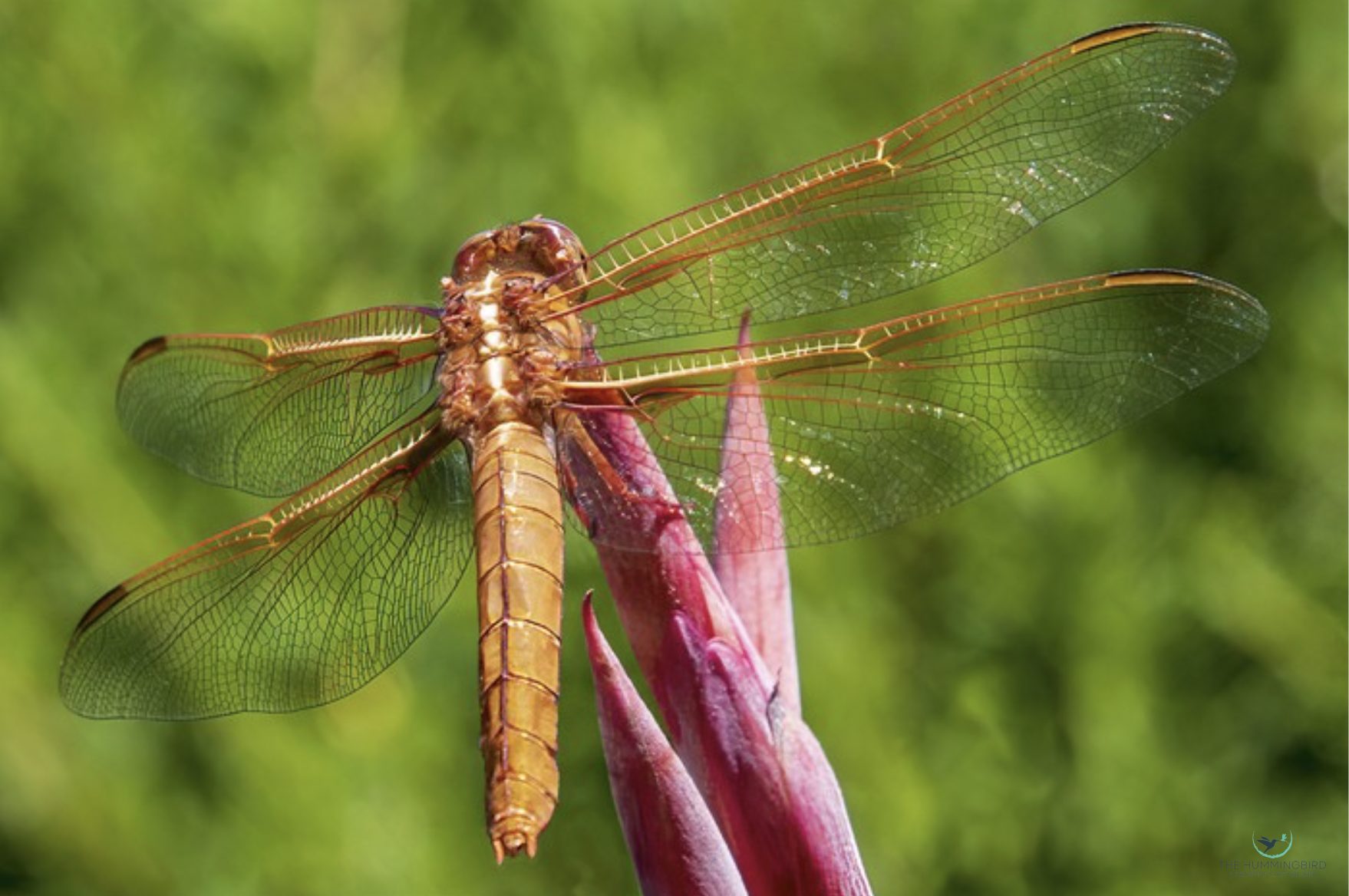 "A Miracle of Evolution" Gerrit van Ommering Photography, Digital Refinement, Archival Pigment Print 12" x 18" 
2023 $200 
