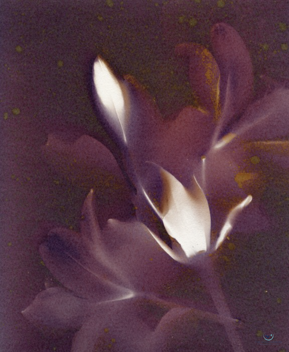 "Purple Lilies" Melody Locke 
Gelatin Silver Lumen Print, Selenium and Gold Toned 
20" x 16" 
2017 
$425 
