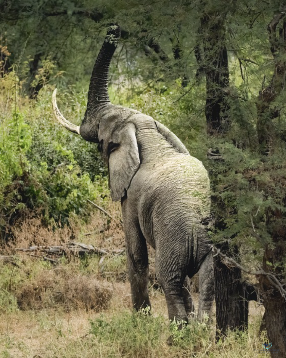 "Elephant Feeding" Ricky Workman Photography 20" x 16" 
2026 
$450 