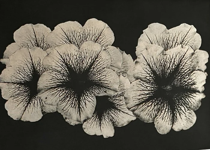 "Explosion of Violets" Holly Hutton Cyanotype Toned with Logwood 20" x 26" 
2025 $350