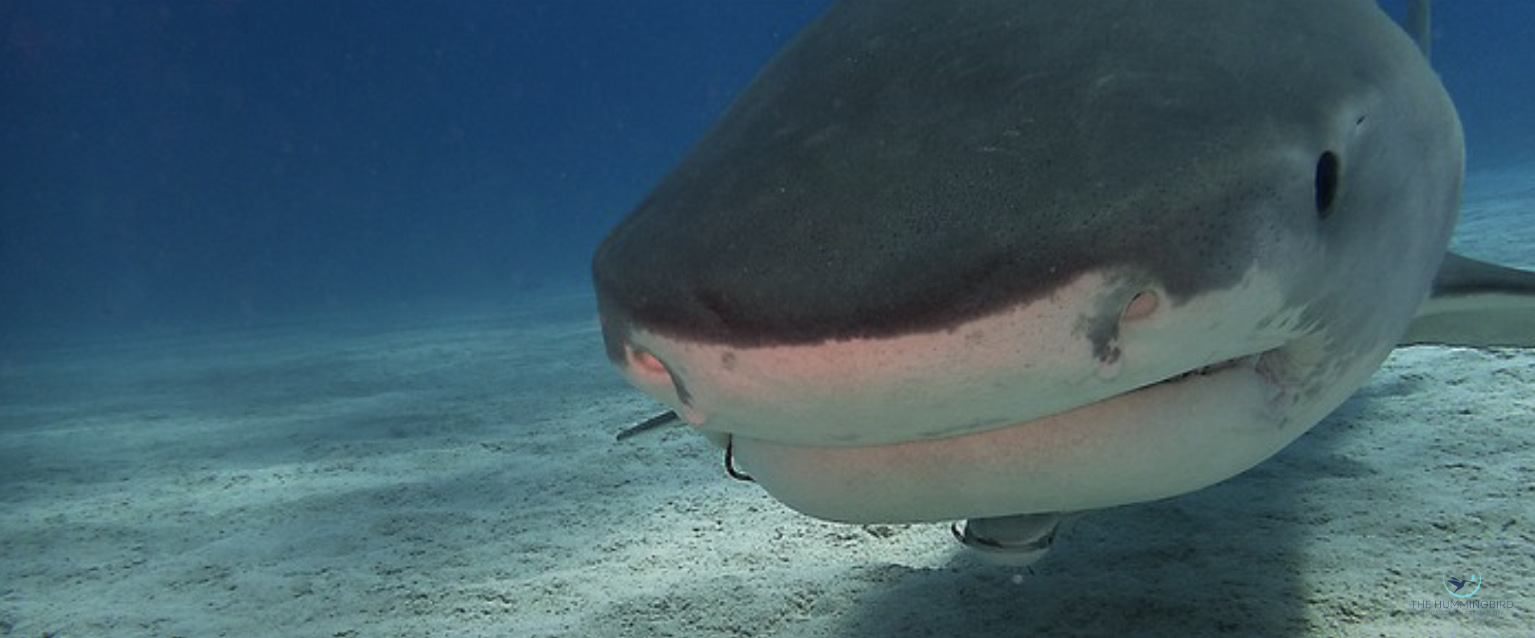 "Tiger Shark Close-up" 
Peter West Photography 10" x 24" 
2025 
$300 