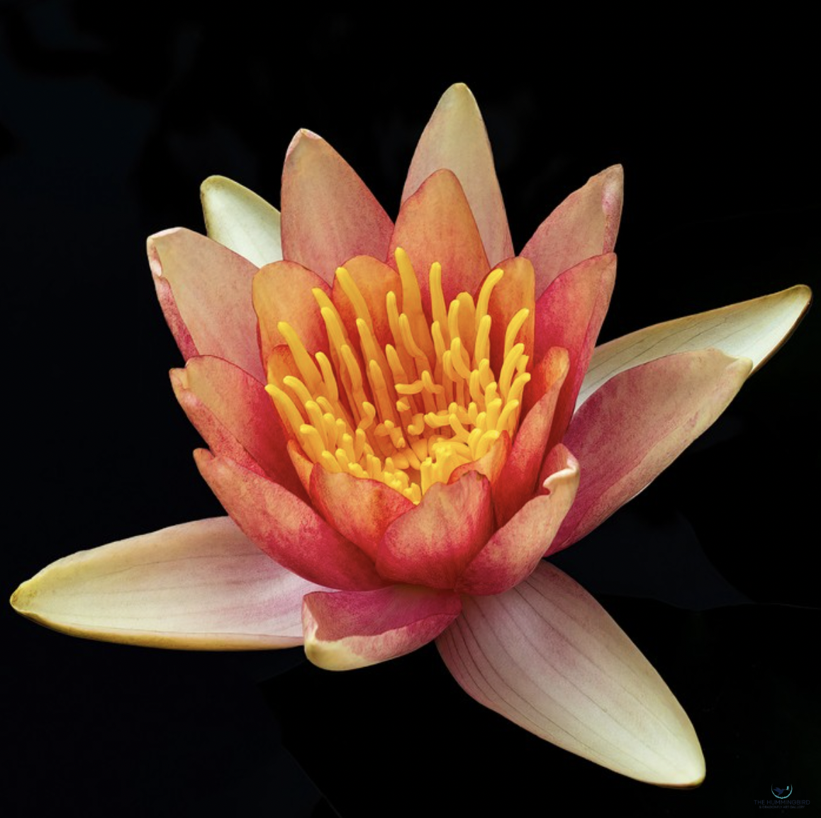 "Luscious Lotus" 
Gerrit van Ommering Photo Print on Gesso Board 
6" x 6" 
2024 
$50 