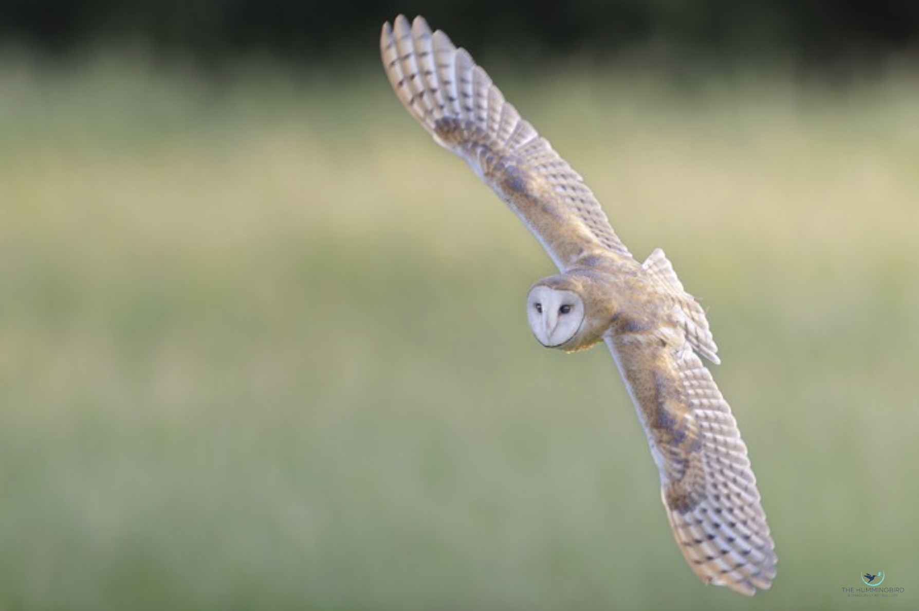 "Early Morning Hunt" Jonathon Isola 
Photography 11" x 17" 
2026 
$75 