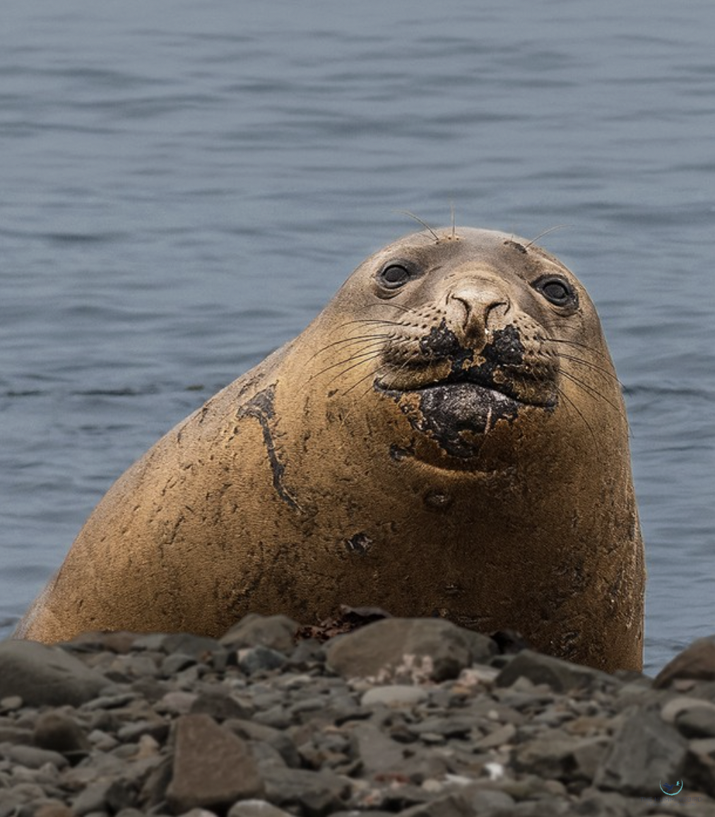 "Juvenile Elephant Seal Face" Peter West Photography 14" x 14" 
2024 
$200 