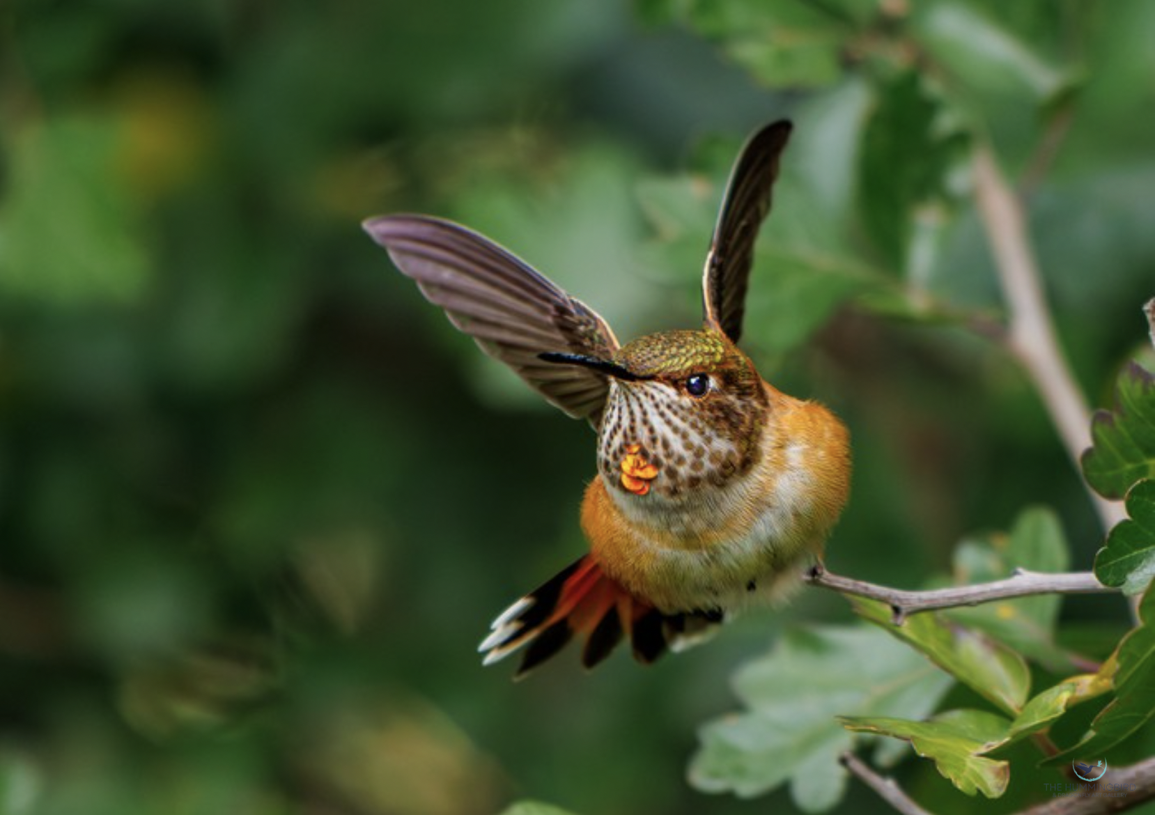 "Takeoff" Hal Kahn Photography 8.5" x 12" 
2025 $199 