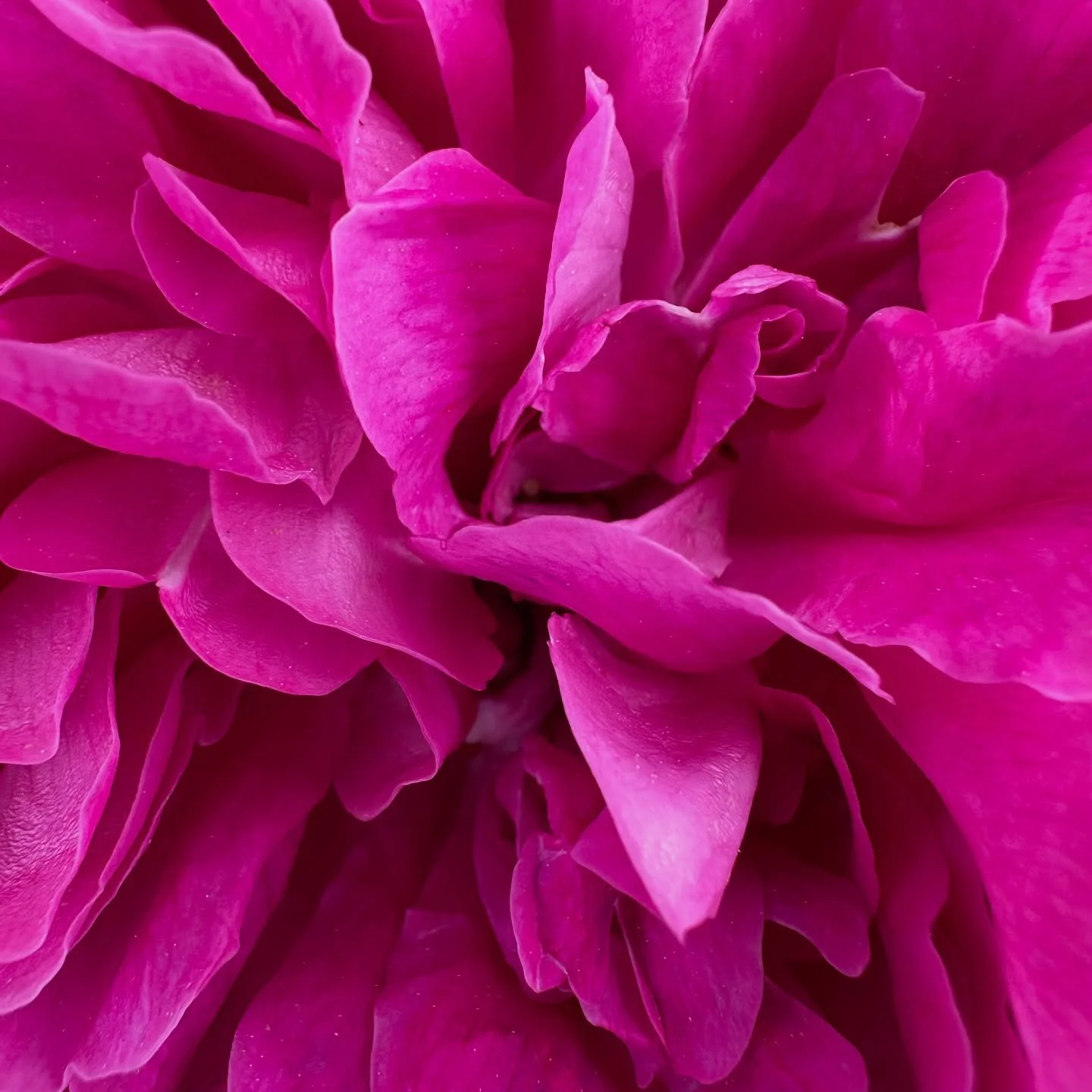 en Avril, it blooms 🔮🌸🩷🧞&zwj;♀️

1 - P U R E  B E A U T Y
2 - arum from home
3 - passion apercevoir les Pyr&eacute;n&eacute;es enneig&eacute;es 
4 - 🙃
5 - P U R E  B E A U T Y again
6 - happy us 🏄🏻&zwj;♀️💞🏄🏾&zwj;♂️ 
7 - allez un pistol squa