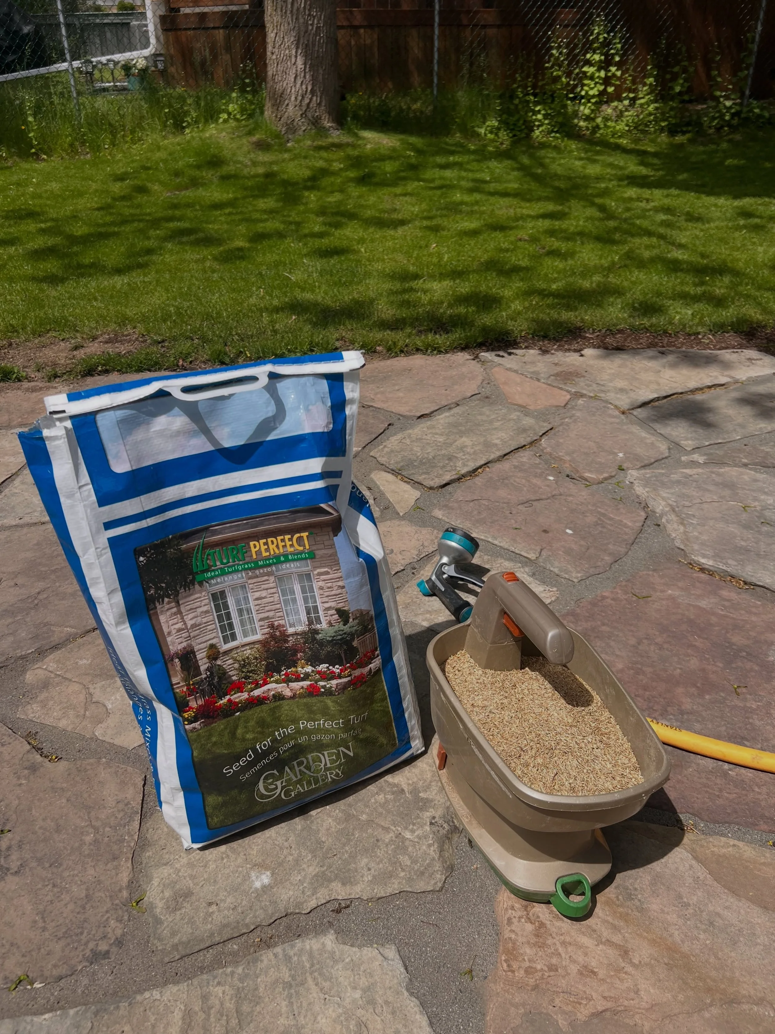 Spring time over-seeding the backyard