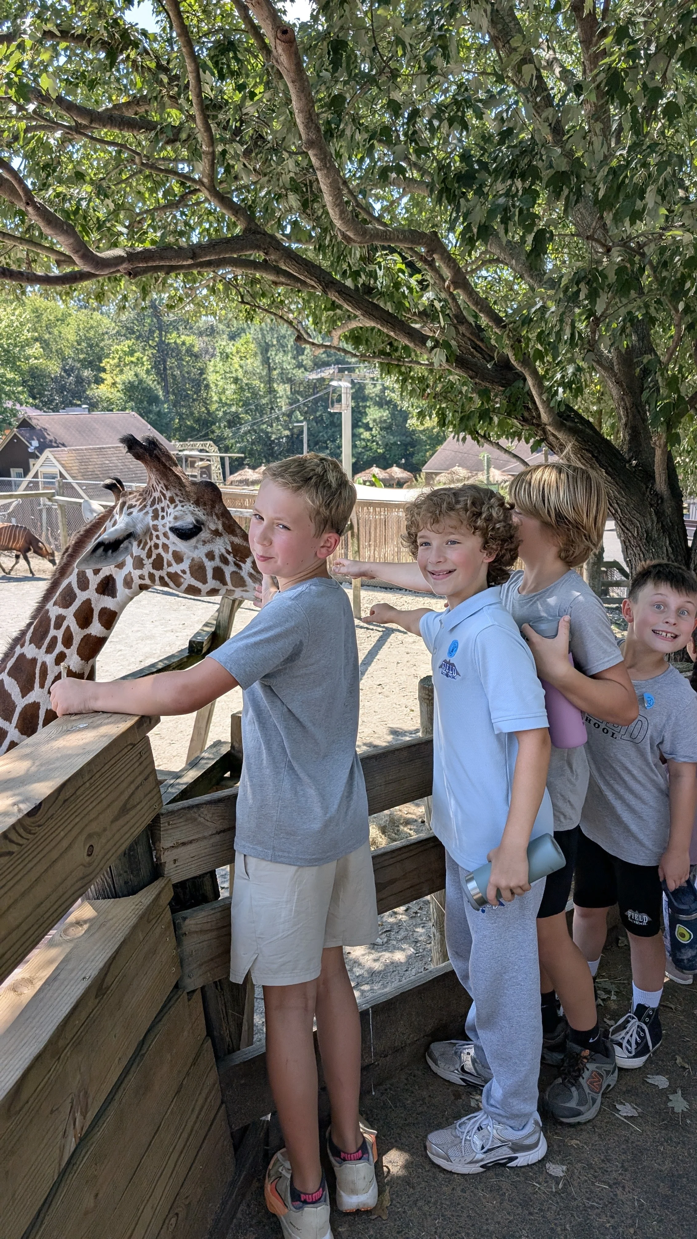 Four children are standing in line at a zoo, petting a giraffe through a wooden fence under a large tree. The background shows other animals and a rural area with houses and trees.