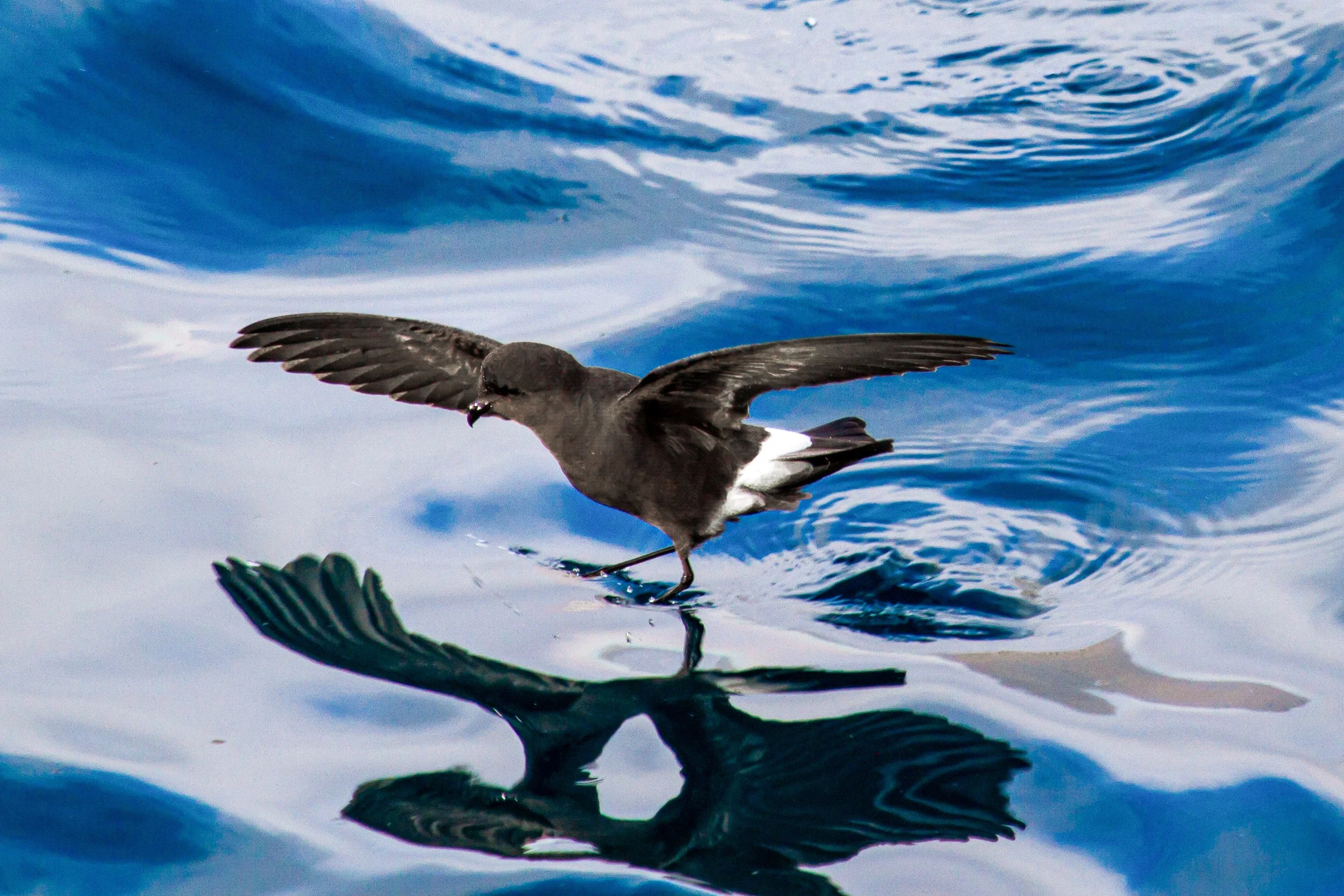 007 CREDIT ISLAND CONSERVATION.jpg