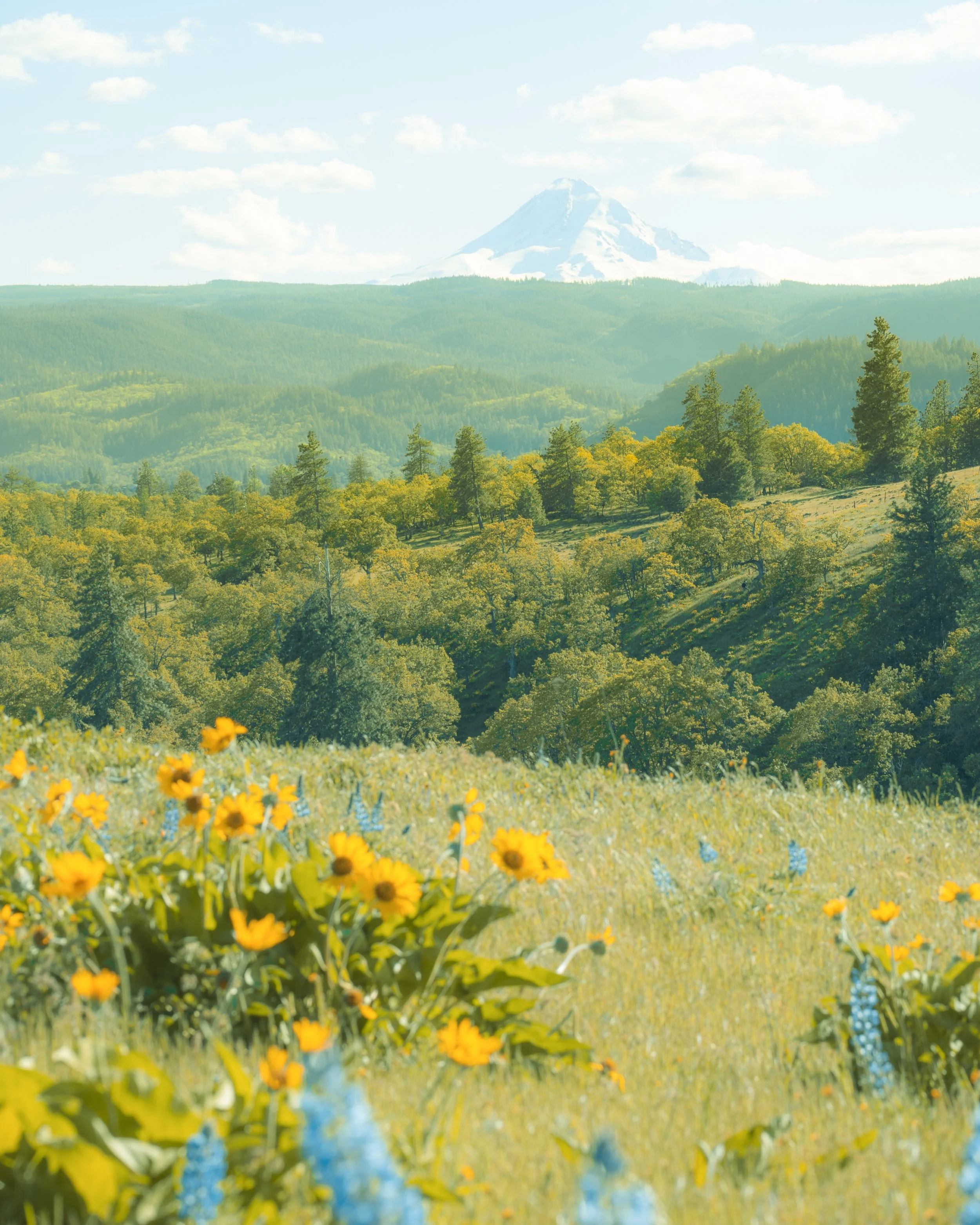 Mount Hood in Bloom
