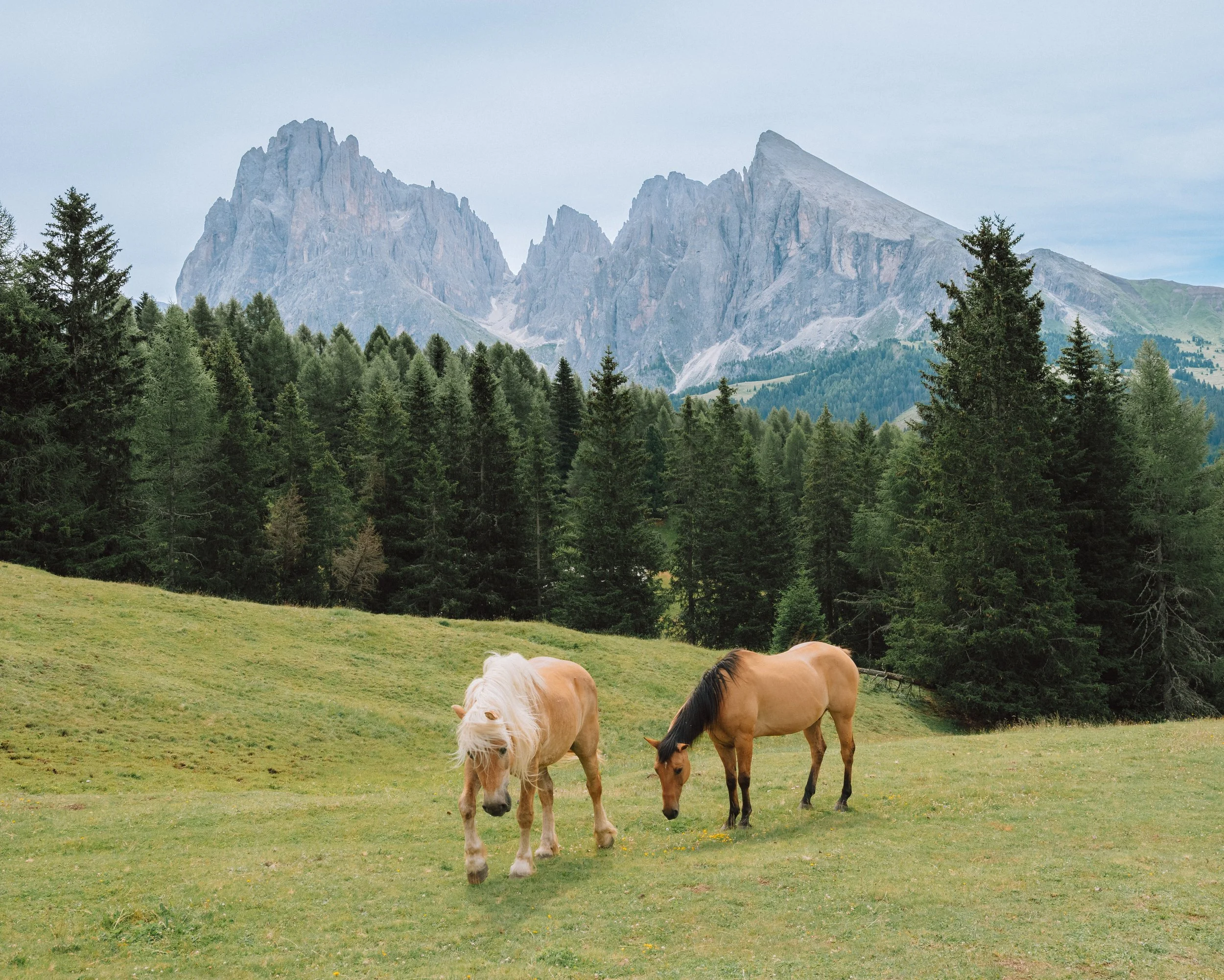 Wild Pastures