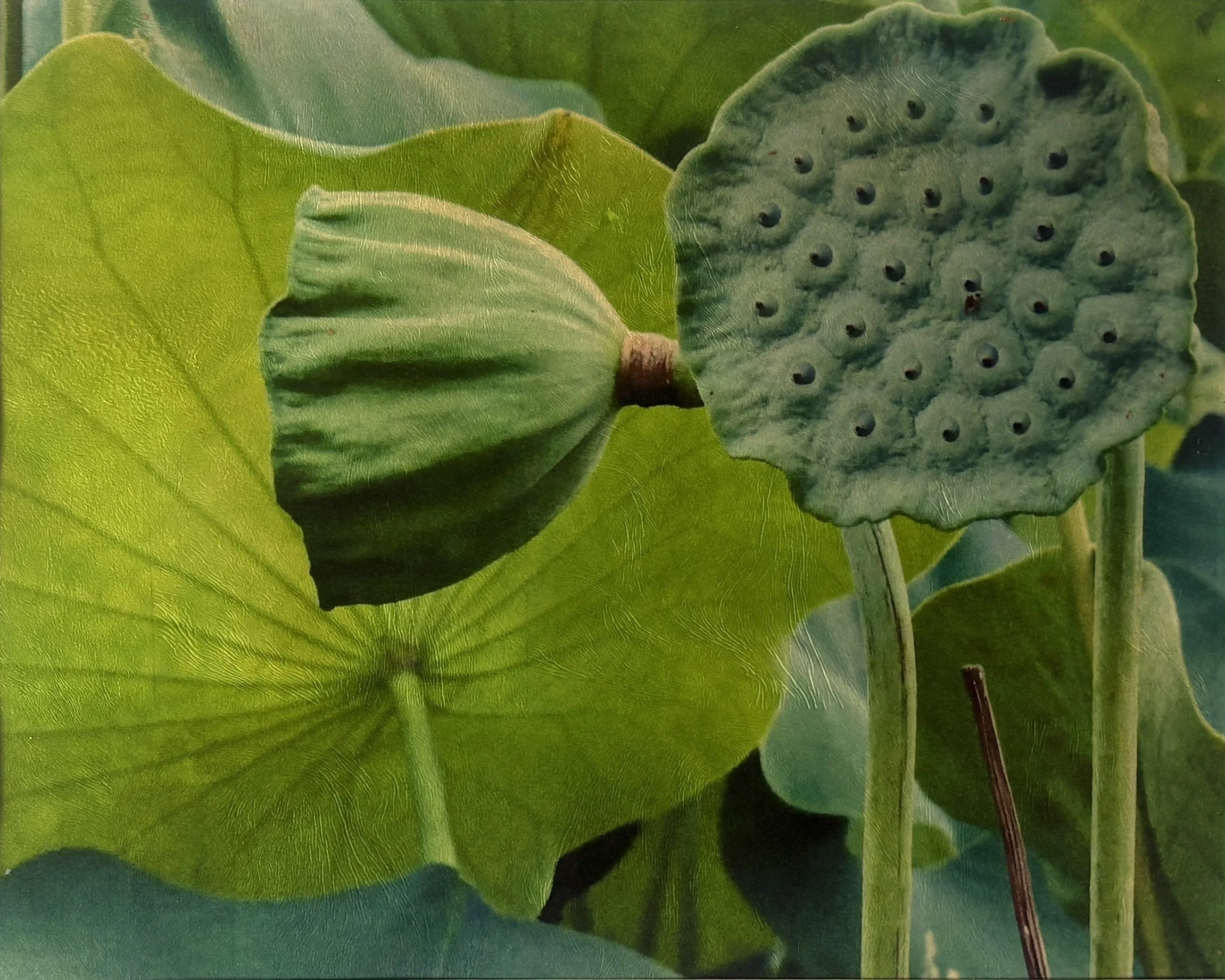 PHOTO: Lotus pod, Cary, NC, 2026