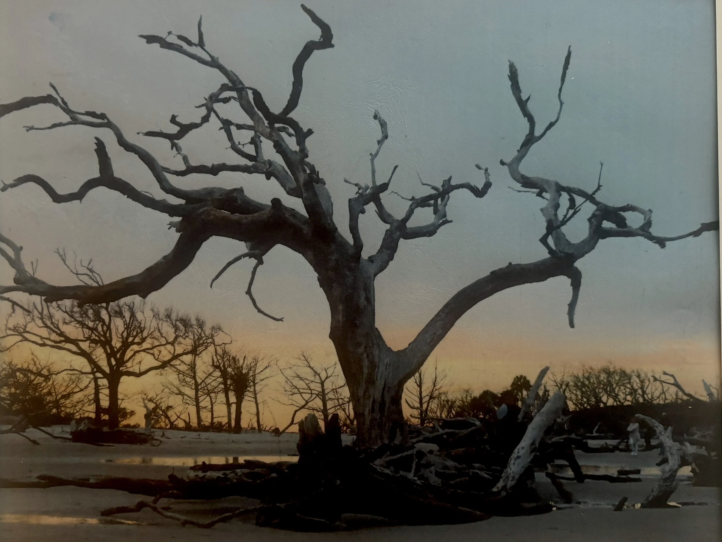 PHOTO: Driftwood Beach  NEW!