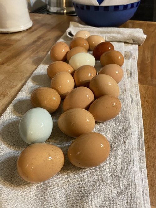 Free Range Eggs