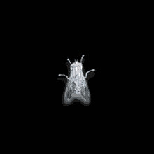 Close-up of a small insect, possibly a beetle or a similar bug, with a shiny black and gray body on a white background.